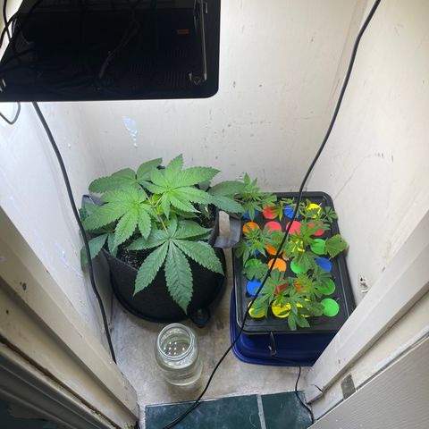 Grow Pictures #2 growlog timeline photo