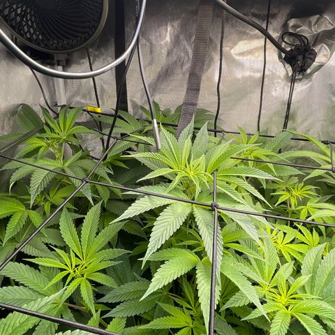 Notorious THC growlog timeline photo