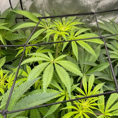 Fat Bastard growlog timeline photo