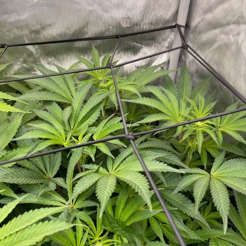 Lemon Cherry Gelato growlog timeline photo