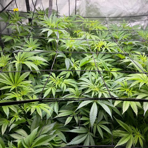 Grow Pictures #2 growlog timeline photo