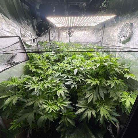 Grow Pictures #2 growlog timeline photo