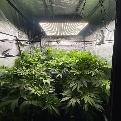 Grow Pictures #2 growlog timeline photo