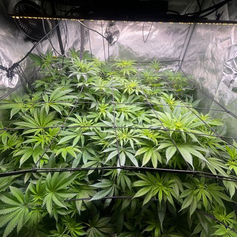 Grow Pictures #2 growlog timeline photo