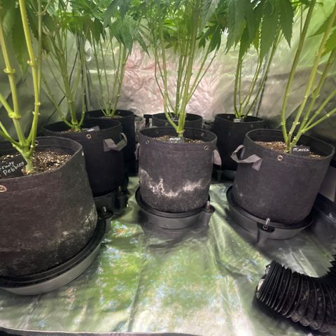 Grow Pictures #2 growlog timeline photo