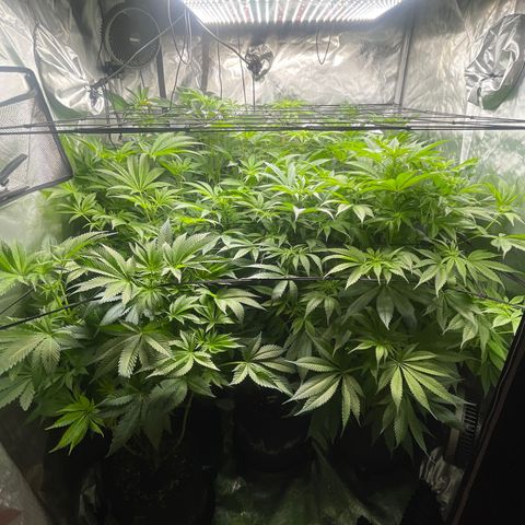 Grow Pictures #2 growlog timeline photo