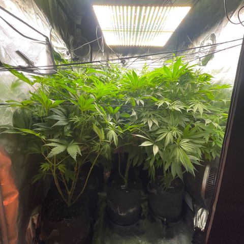 Grow Pictures #2 growlog timeline photo