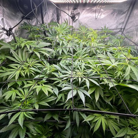 Grow Pictures #2 growlog timeline photo
