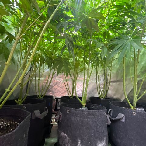 Grow Pictures #2 growlog timeline photo