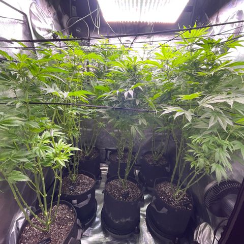 Grow Pictures #2 growlog timeline photo