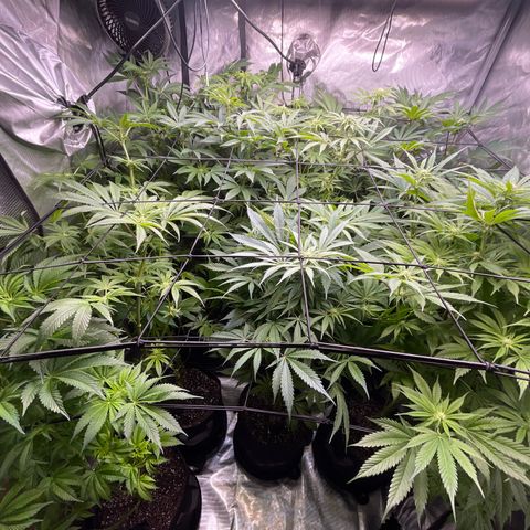 Grow Pictures #2 growlog timeline photo