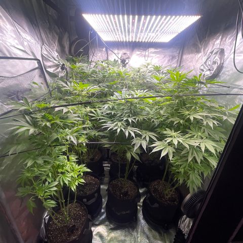 Grow Pictures #2 growlog timeline photo