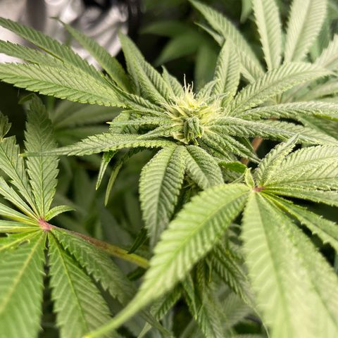 Hella Jelly  growlog timeline photo