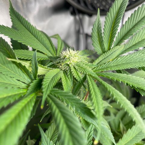 Notorious THC growlog timeline photo