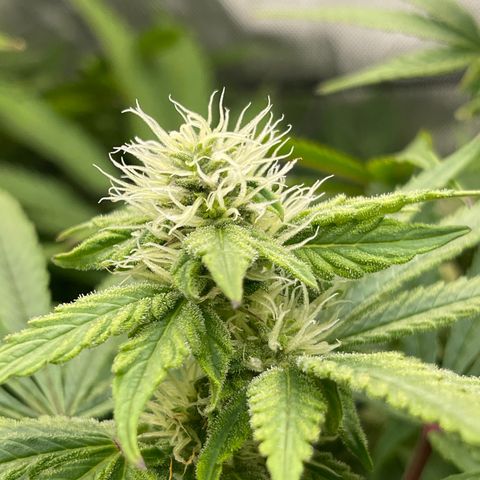 Fat Bastard growlog timeline photo