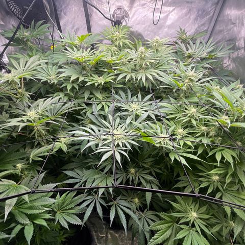 Grow Pictures #2 growlog timeline photo