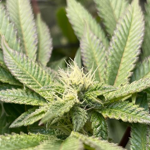 Lemon Cherry Gelato growlog timeline photo