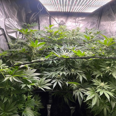 Grow Pictures #2 growlog timeline photo