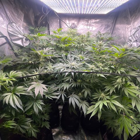 Grow Pictures #2 growlog timeline photo