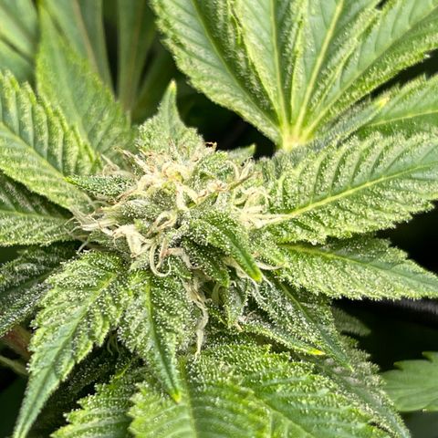 Notorious THC growlog timeline photo