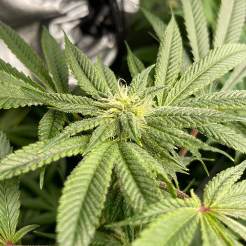 Hella Jelly  growlog timeline photo