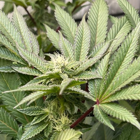 Lemon Cherry Gelato growlog timeline photo