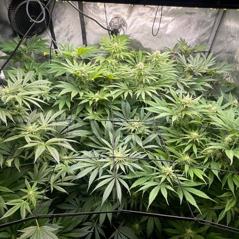 Grow Pictures #2 growlog timeline photo