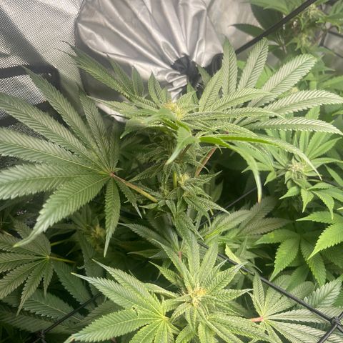 Hella Jelly  growlog timeline photo