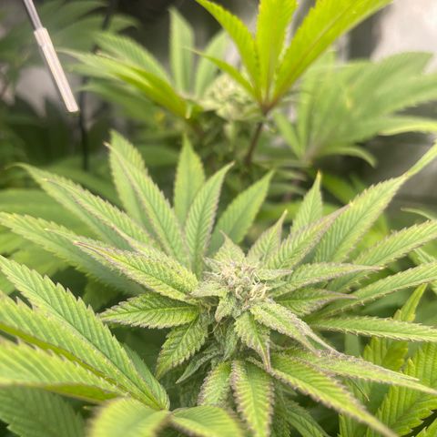 Notorious THC growlog timeline photo