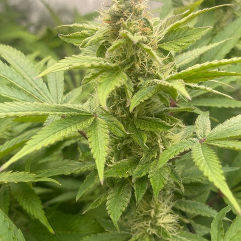 Fat Bastard growlog timeline photo
