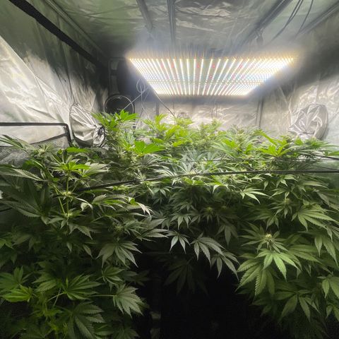Grow Pictures #2 growlog timeline photo