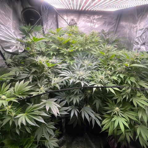 Grow Pictures #2 growlog timeline photo