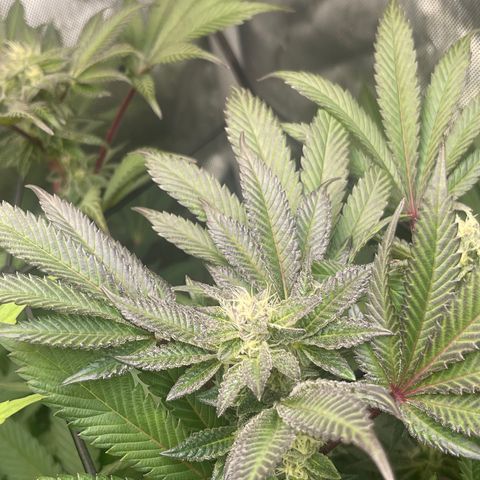 Lemon Cherry Gelato growlog timeline photo