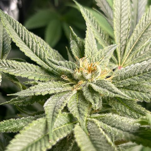 Hella Jelly  growlog timeline photo