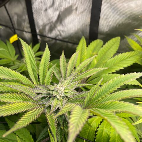 Notorious THC growlog timeline photo
