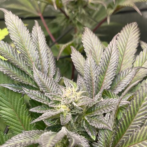 Lemon Cherry Gelato growlog timeline photo