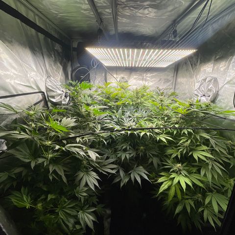 Grow Pictures #2 growlog timeline photo