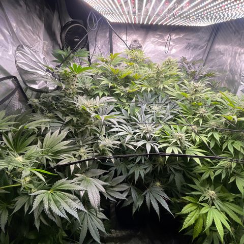 Grow Pictures #2 growlog timeline photo
