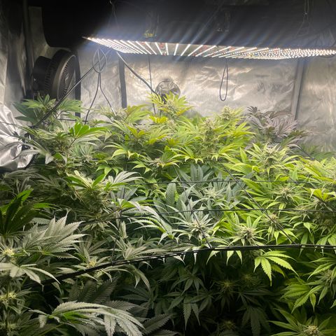 Grow Pictures #2 growlog timeline photo
