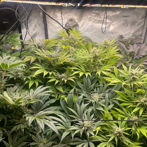 Grow Pictures #2 growlog timeline photo