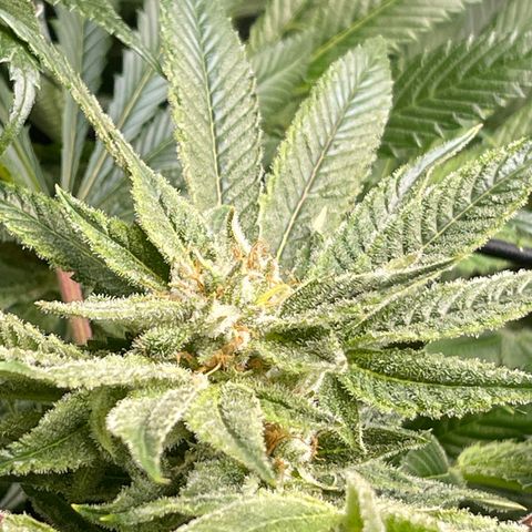 Hella Jelly  growlog timeline photo
