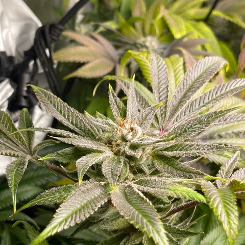 Hella Jelly  growlog timeline photo
