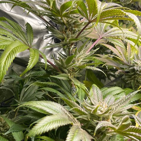 Hella Jelly  growlog timeline photo