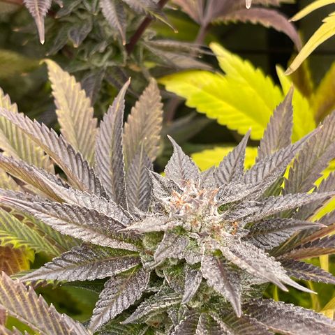 Notorious THC growlog timeline photo