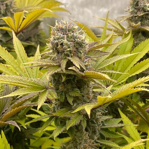 Fat Bastard growlog timeline photo