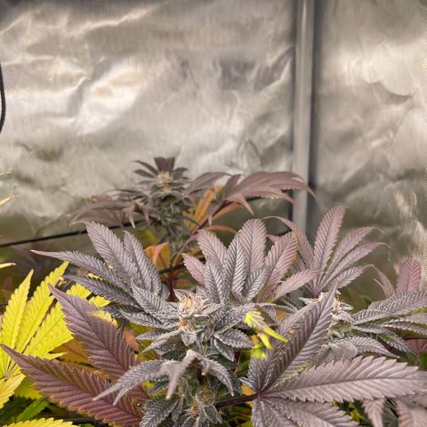 Lemon Cherry Gelato growlog timeline photo