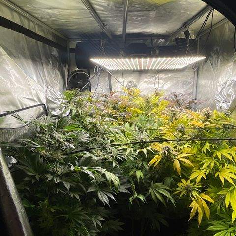Grow Pictures #2 growlog timeline photo