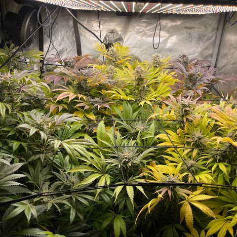 Grow Pictures #2 growlog timeline photo