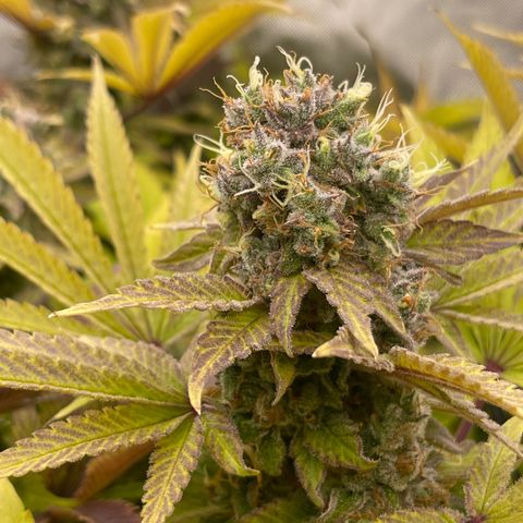 Fat Bastard growlog timeline photo