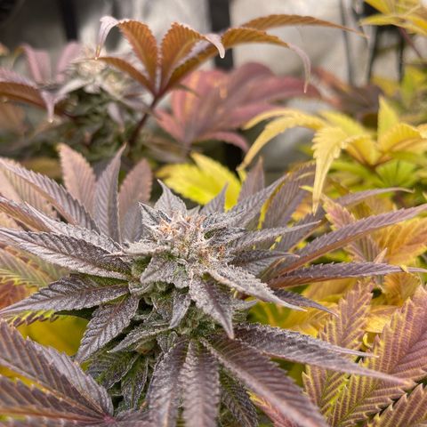 Notorious THC growlog timeline photo